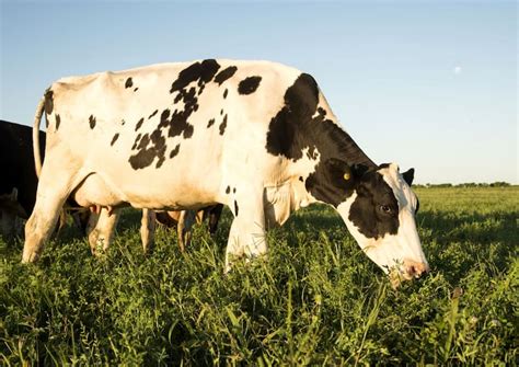 argentina traga leche|La Argentina fue uno de los cuatro países donde bajó la .